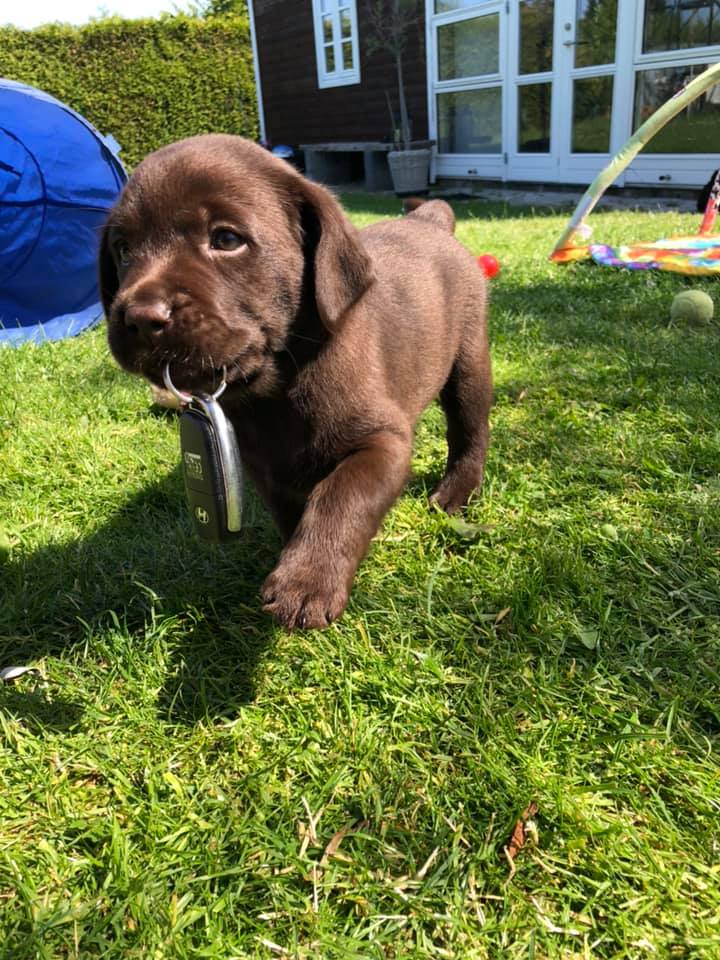stemning billeder Kennel Cap De Lab